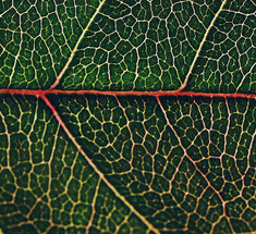 Искусственные деревья могут помочь в борьбе с изменением климата