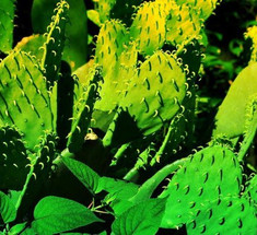 Мексиканские ученые разработали безопасный биоразлагаемый пластик из сока кактуса