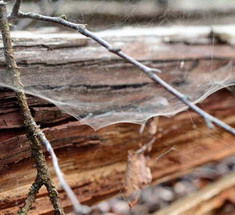 В Финляндии разработали прочный экопластик из паутины и древесных волокон