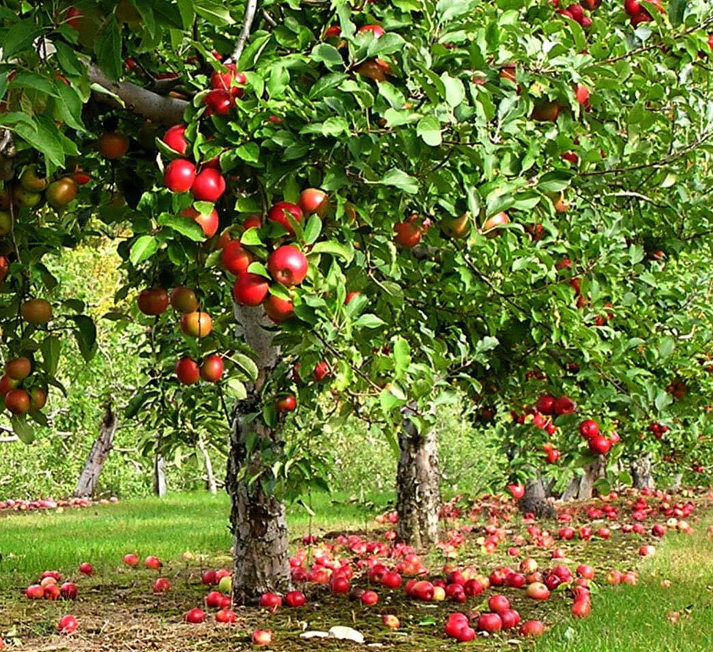 Дерево яблоня относится к однолетним двухлетним или многолетним
