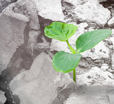 Древесные отходы делают переработанный бетон сильнее, чем когда-либо