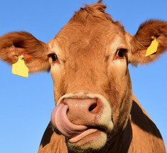 Микробы в желудках коров могут разрушать пластик