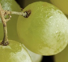Виноград защитит кожу