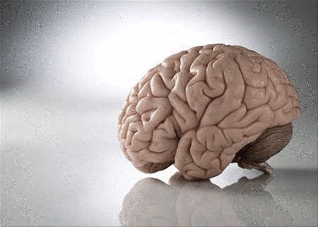 Макет мозга человека