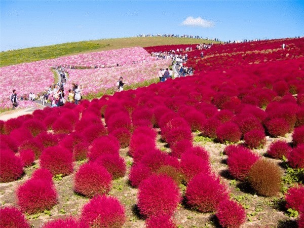 Рассветная страна цветов «Hitachi Seaside Park»