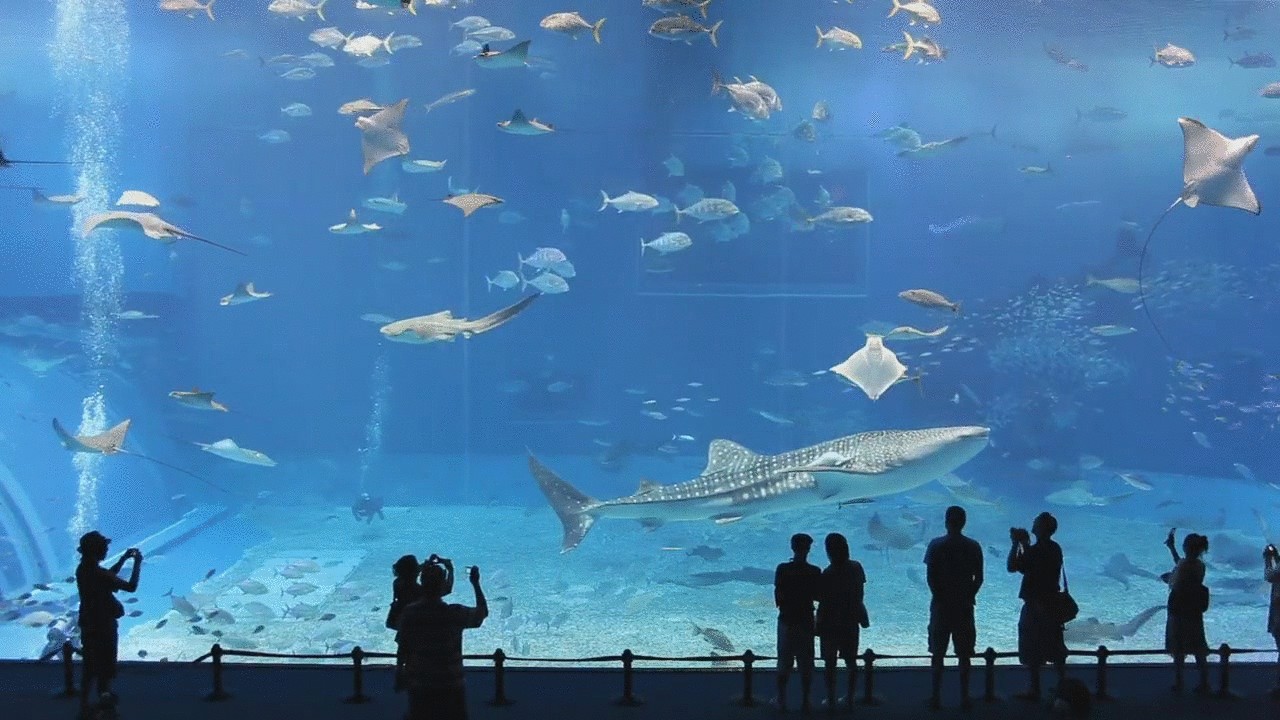 Огромный аквариум откроют в Анталии