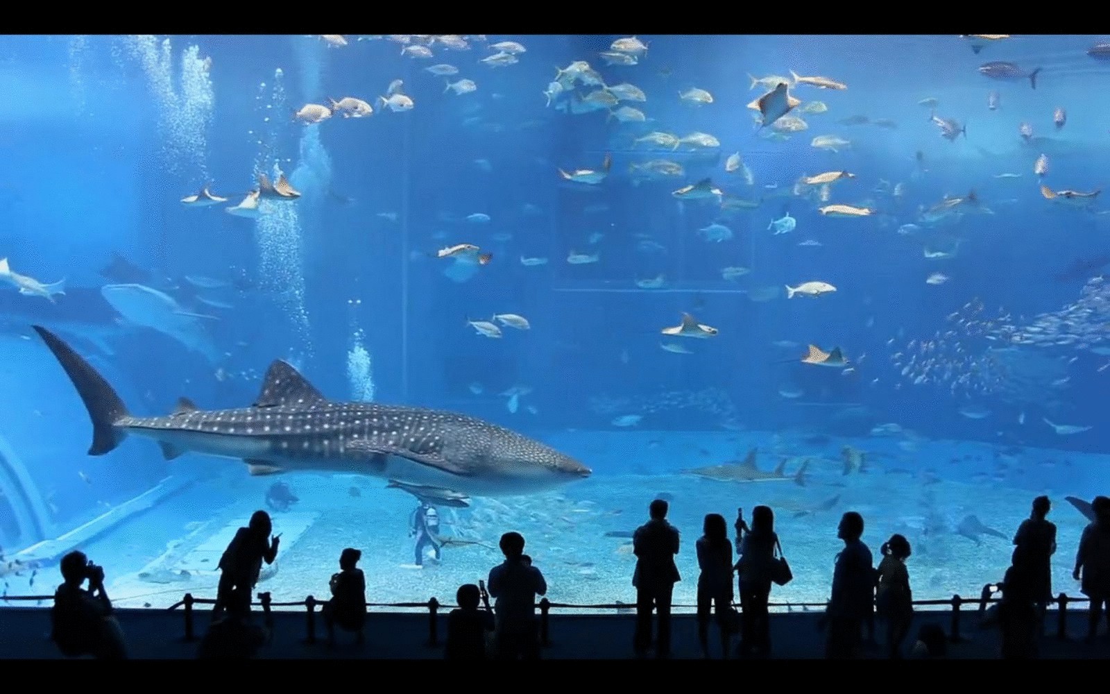 Огромный аквариум откроют в Анталии