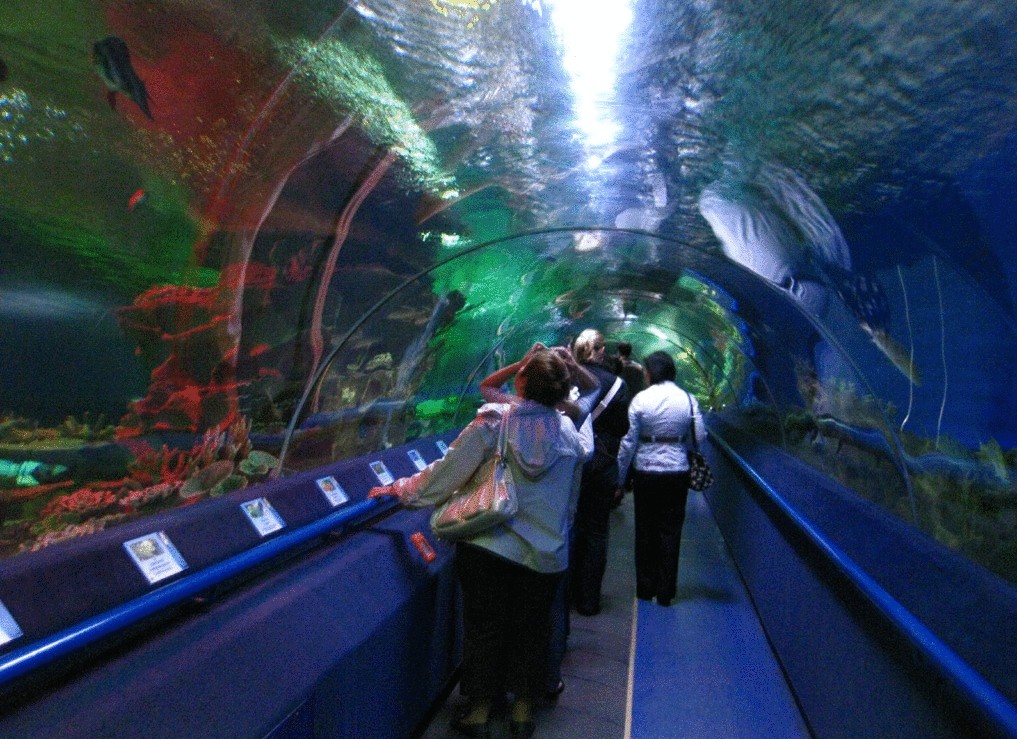 Краснодарский океанариум фото