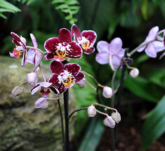 Почему не цветет орхидея — дельные советы цветоводов 