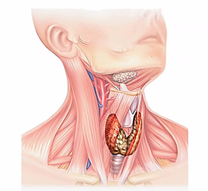 Щитовидная железа и лишний вес