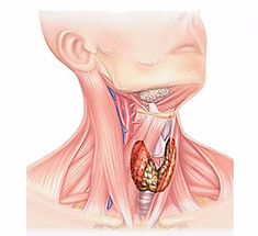 Как на нас влияет нарушение работы щитовидной железы