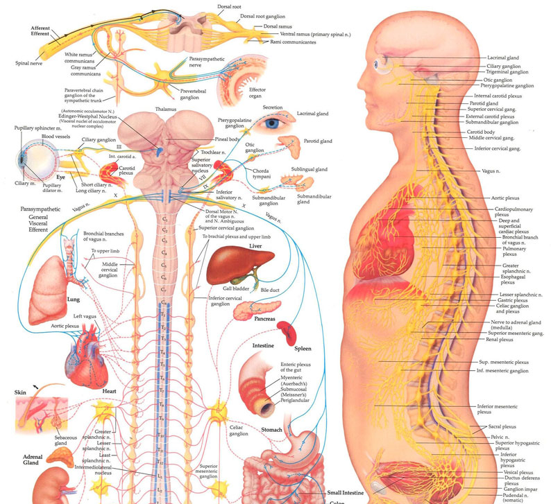 Рисунок вегетативная нервная система неттера