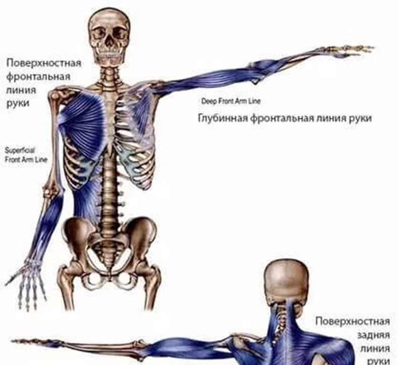 Анатомические поезда картинки