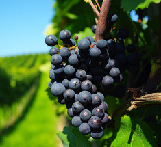 Как правильно пересаживать виноград 