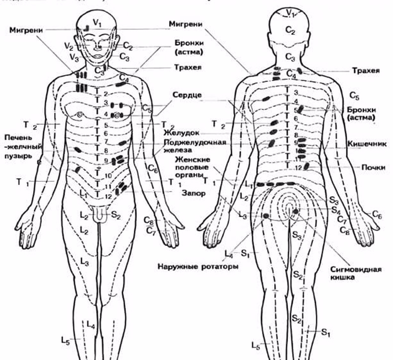 Схема точки на теле человека схема расположения