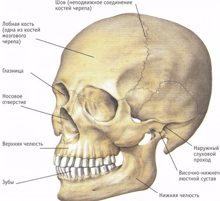 Кости головы человека фото с описанием