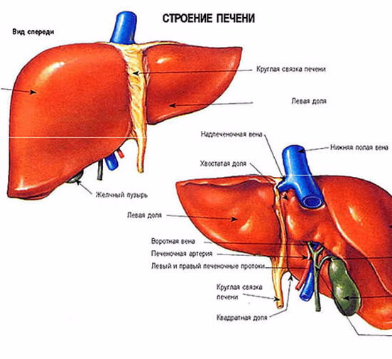 Печень рисунки анатомия