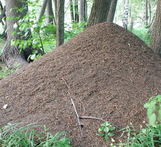 В России будут наказывать за разорение муравейников