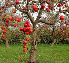 Садовый лайфхак: Как правильно прививать яблоню
