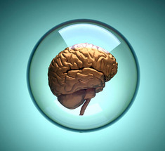 Как мозг предсказывает будущее 