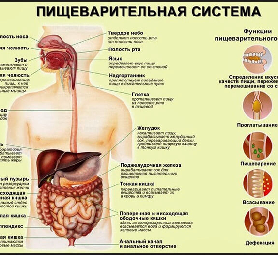 Строение желудочно кишечного тракта человека схема с названиями