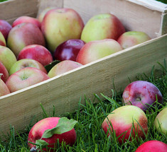 Как правильно собирать и хранить яблоки 