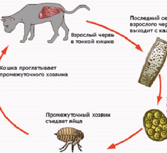 Кошачьи паразиты картинки