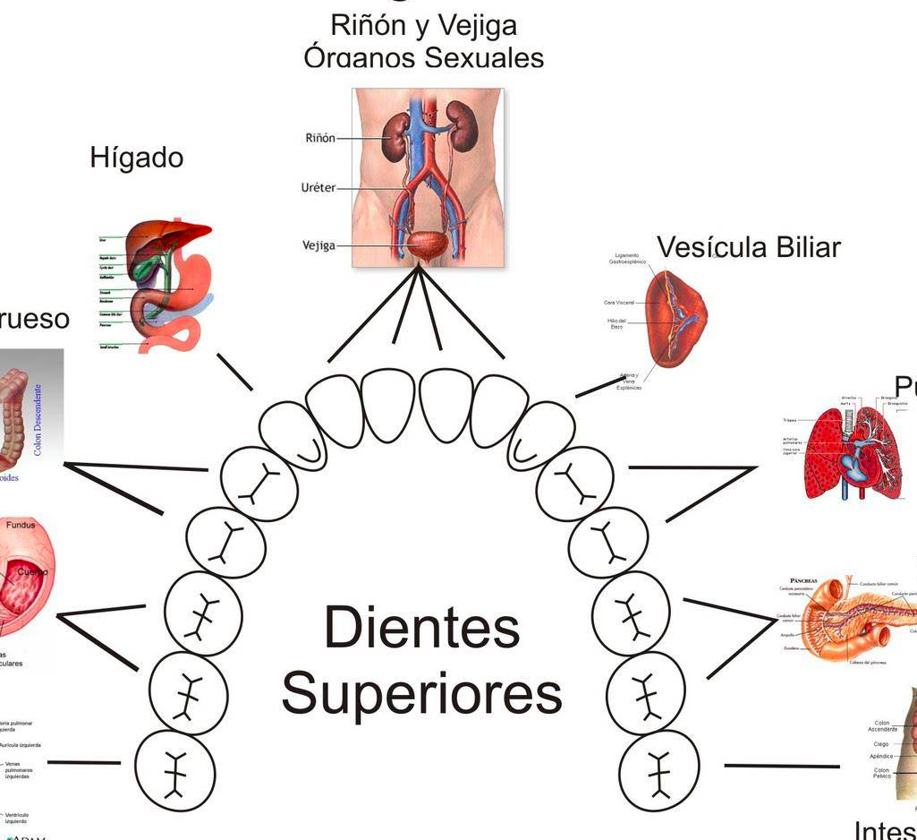 Зубы связанные с органами схема