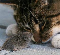 Почему кошки приносят хозяину домой убитых ими мышей