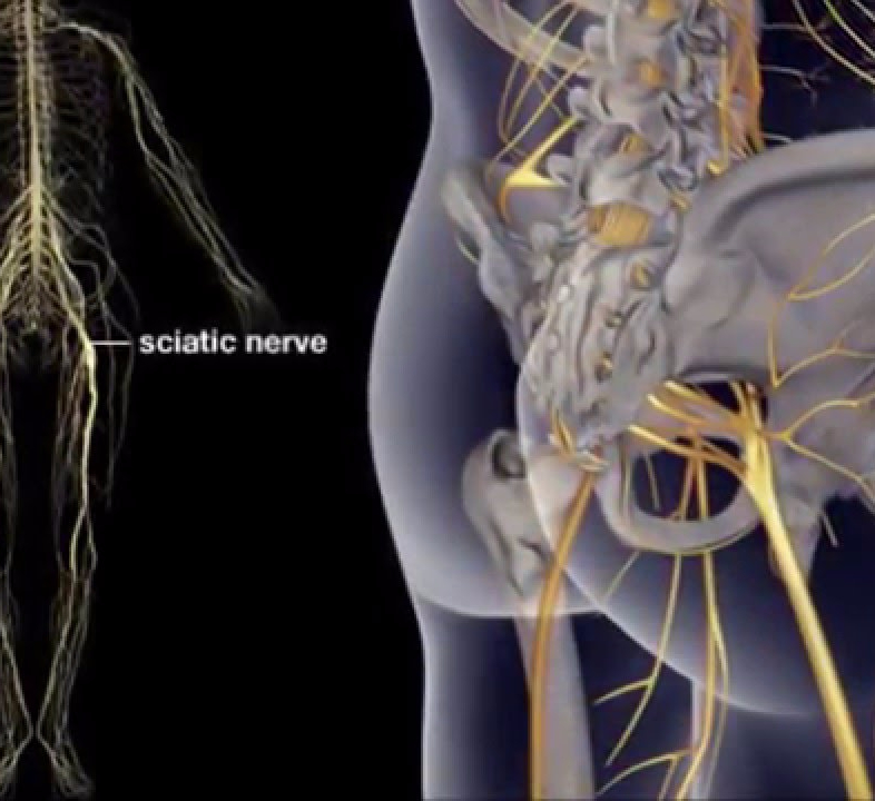 Где проходит седалищный нерв фото