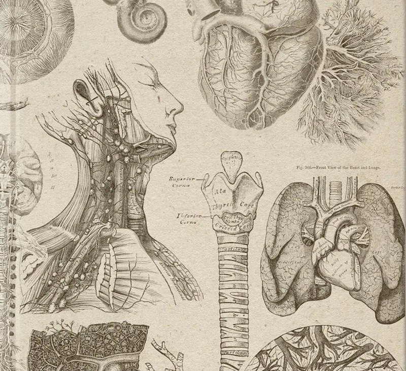 Картинки для анатомии