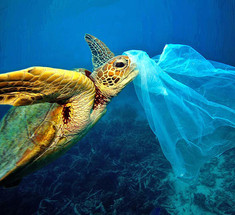 К 2050 году в океанах будет больше пластмассы, чем рыбы: прогноз