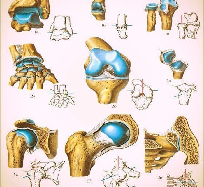 Суставы человека анатомия в картинках с надписями
