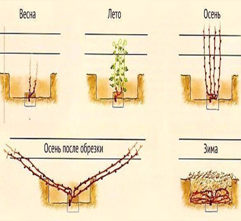 Строение винограда схема для чайников
