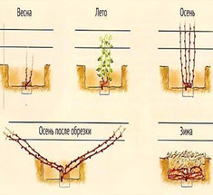 Как правильно формировать виноград в виде веера без штамба 