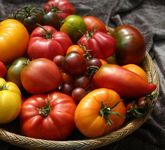 Как вырастить томаты без рассады