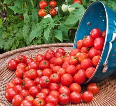Как с помощью медной проволоки избавиться от фитофторы на помидорах
