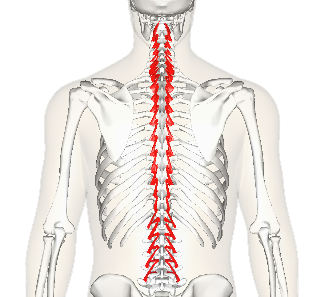 Мышцы вращатели позвоночника. Поперечноиостистая мышца. Мышцы спины поперечно-остистая мышца. Musculus Multifidus.