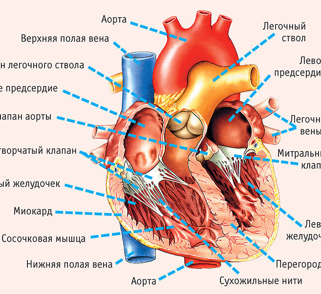 Сердце товарищества genshin кому