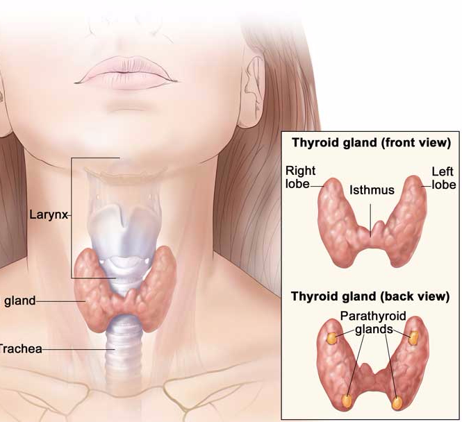 Щитовидная железа у женщин симптомы заболевания признаки лечение щитовидной железы у женщин