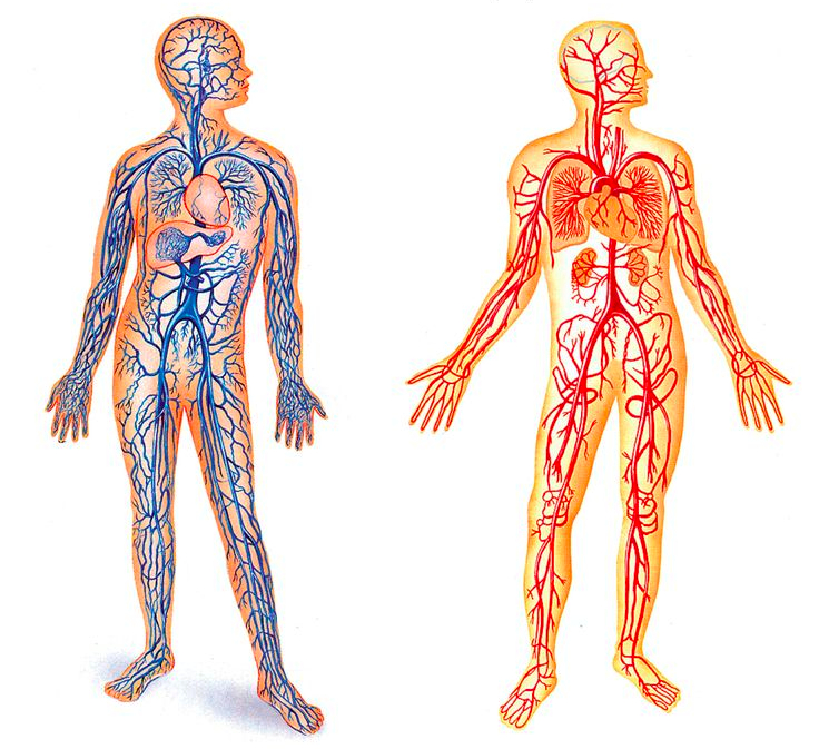 Схема артерии и вены - 91 фото
