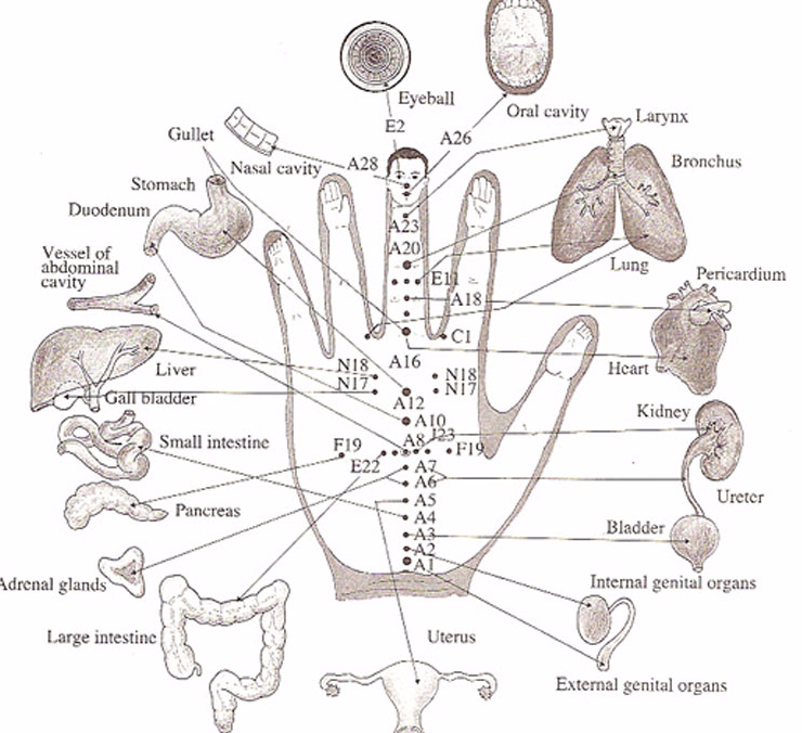 Точки на ладони отвечающие за внутренние органы фото с надписями