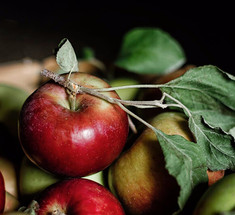 Как «заставить» яблони плодоносить
