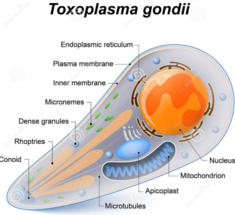 Какова связь психических нарушений с Toxoplasma gondii