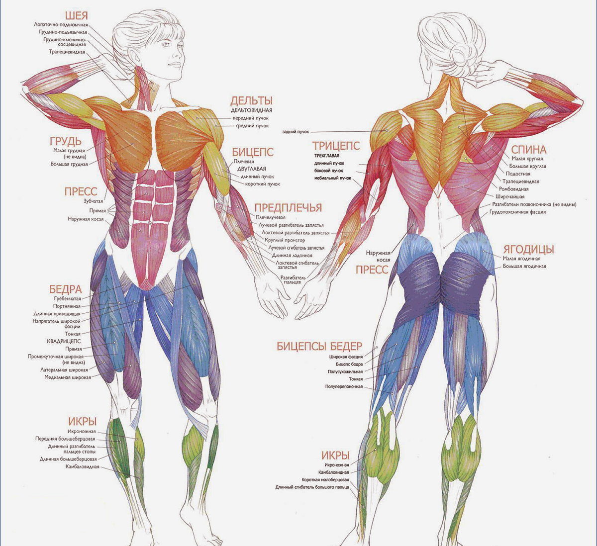 Мышцы тела спереди и сзади