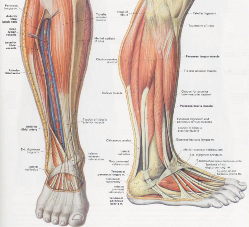 Сухожилия на ноге где находятся фото