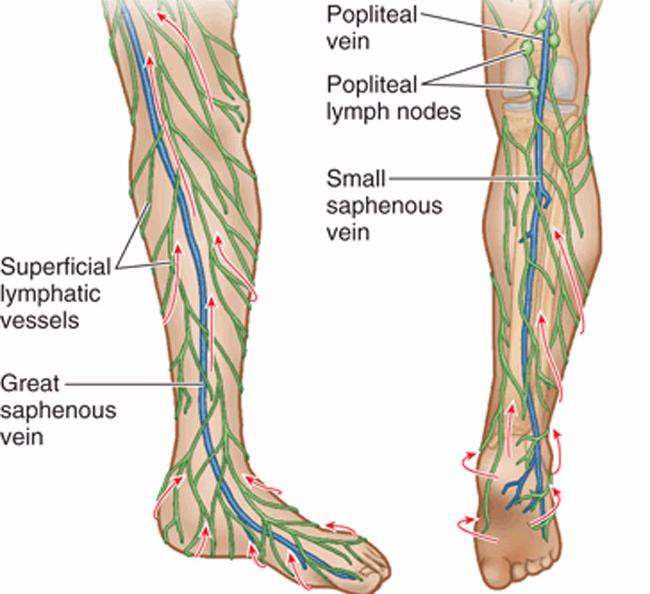 Лимфатическая система ног картинки