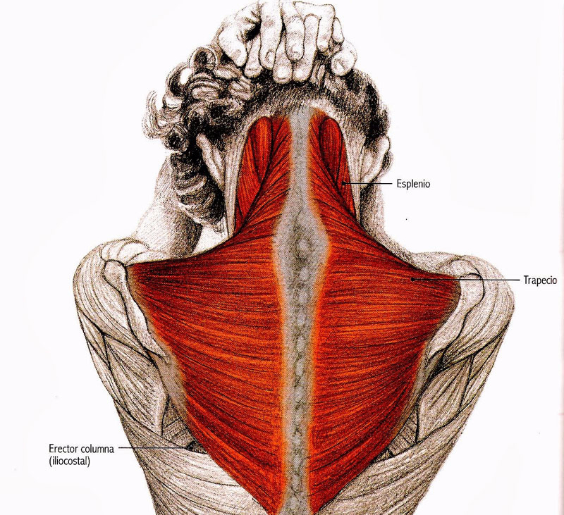 Трапециевидная мышца фото у женщин