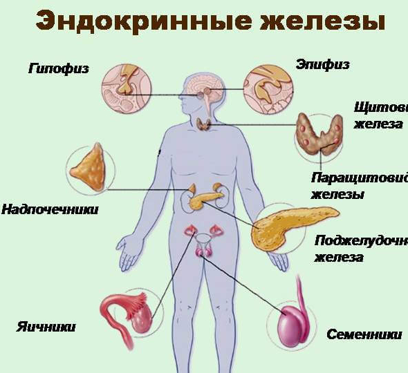 Признаки нарушения гормонального фона у мужчин