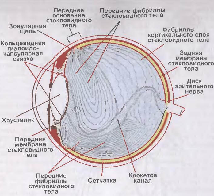 Изображение видимых предметов формируется на а роговице б радужке в сетчатке г хрусталике